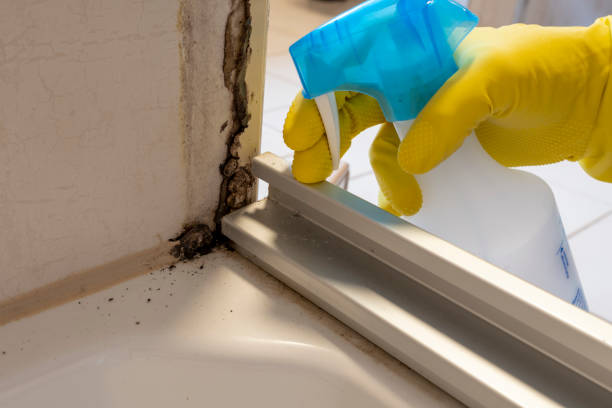 Best Insurance-Related Mold Remediation in Edburgh, IN