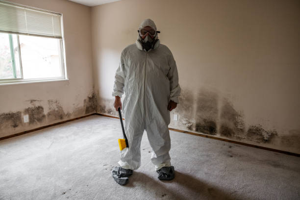 Best Black Mold Remediation in Edburgh, IN