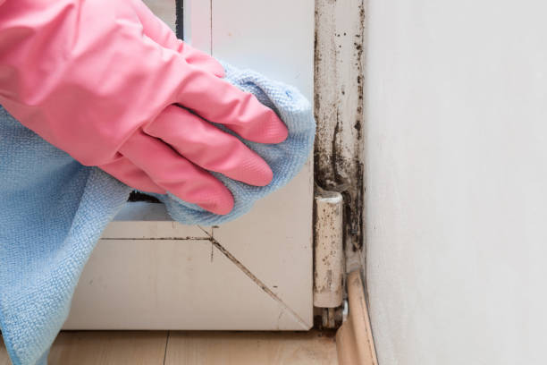 Best Health and Safety Mold Remediation in Edburgh, IN